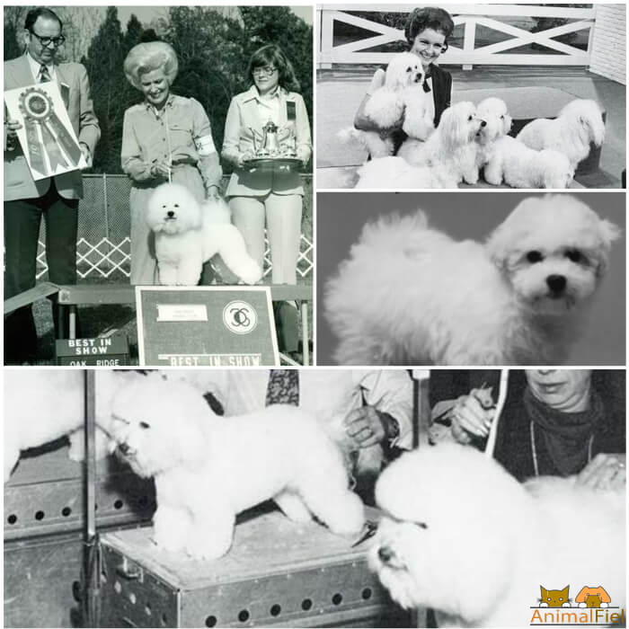 el-bichón-frisé-gana-popularidad-internacional